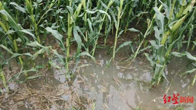 河北保定、沧州暴雨：有医院积水工作人员建议非紧急病情延后就医(图1)